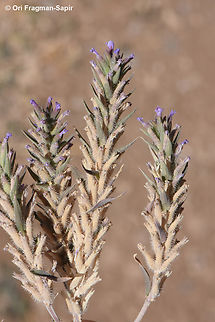 Ziziphora tenuior  Geotagged,Jordan,Spring,Ziziphora tenuior