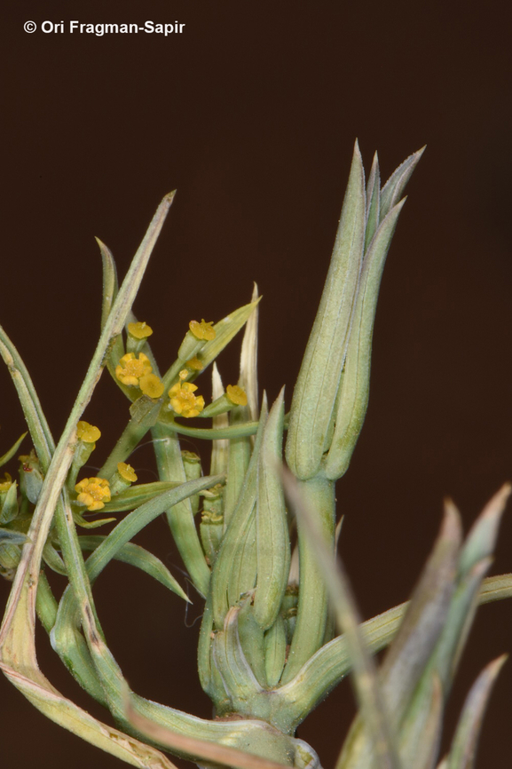 Bupleurum brevicaule  Bupleurum brevicaule,Geotagged,Jordan,Spring