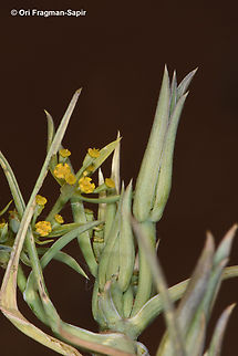 Bupleurum brevicaule  Bupleurum brevicaule,Geotagged,Jordan,Spring
