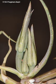 Bupleurum brevicaule  Bupleurum brevicaule,Geotagged,Jordan,Spring