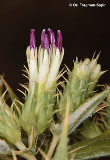 Cousinia moabitica  Cousinia moabitica,Geotagged,Jordan,Spring