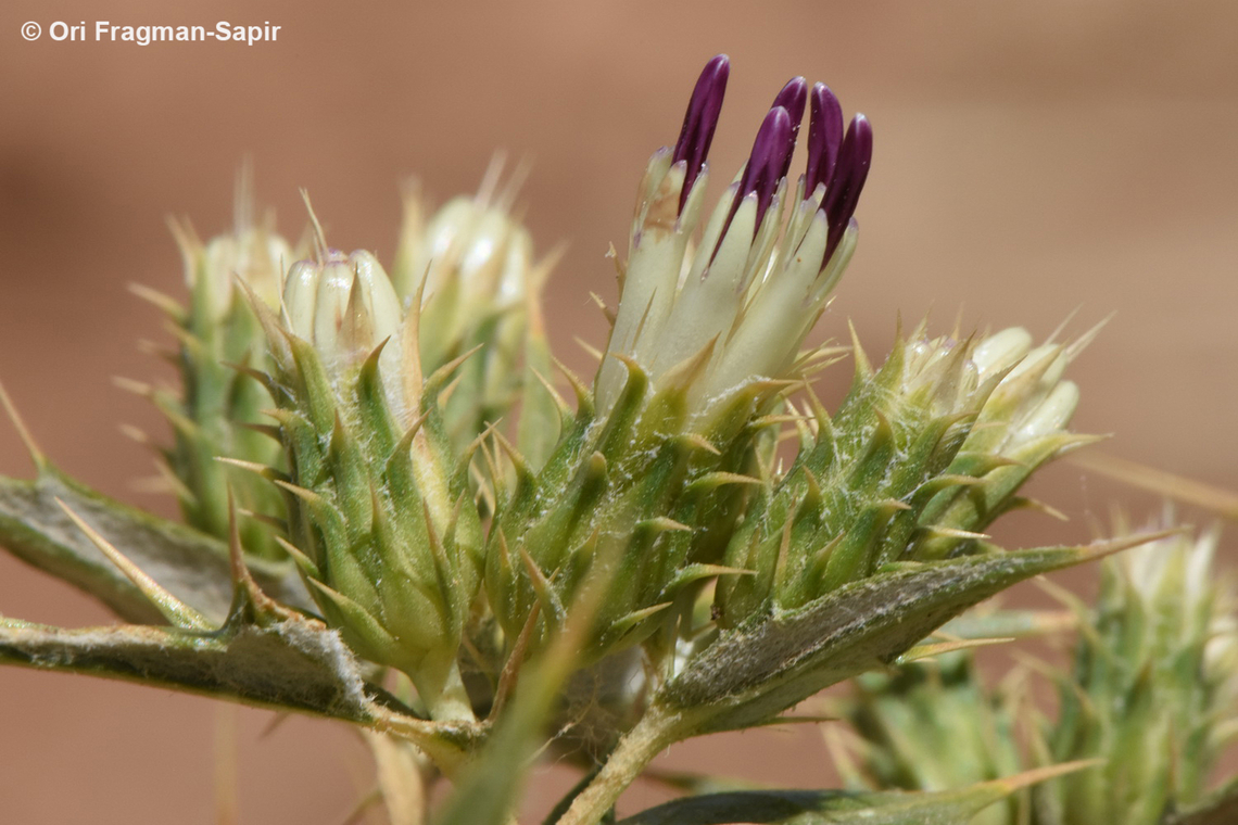 Cousinia moabitica  Cousinia moabitica,Geotagged,Jordan,Spring