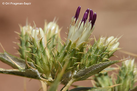 Cousinia moabitica  Cousinia moabitica,Geotagged,Jordan,Spring