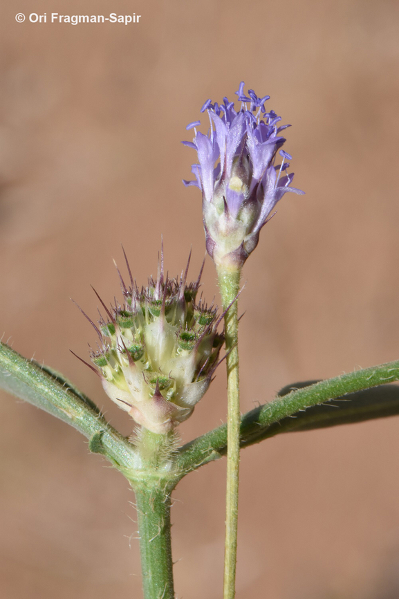 Cephalaria syriaca  Cephalaria syriaca,Geotagged,Jordan,Spring