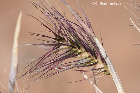 Heteranthelium piliferum  Geotagged,Heteranthelium,Heteranthelium piliferum,Jordan,Spring