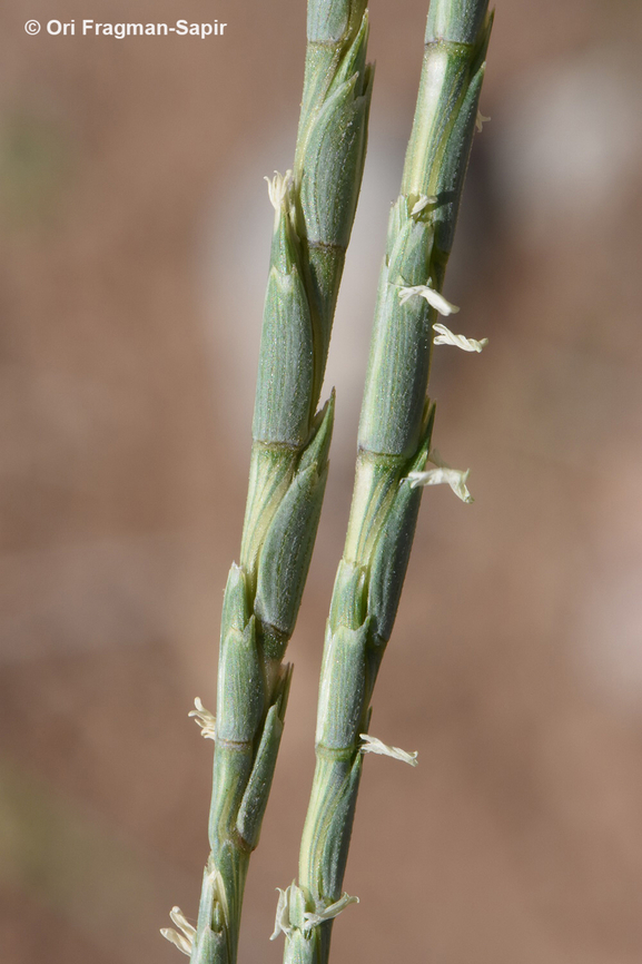 Aegilops longissima  Aegilops longissima,Geotagged,Jordan,Spring