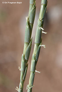 Aegilops longissima  Aegilops longissima,Geotagged,Jordan,Spring