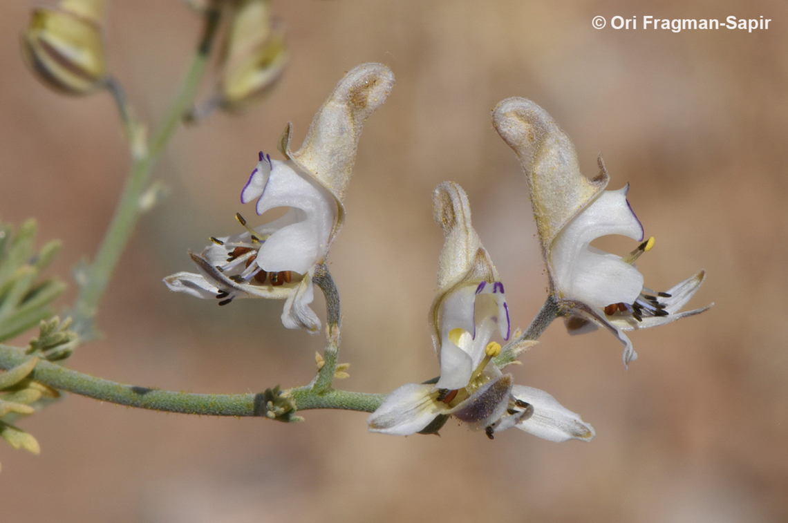 Consolida scleroclada  Consolida scleroclada,Geotagged,Jordan,Spring