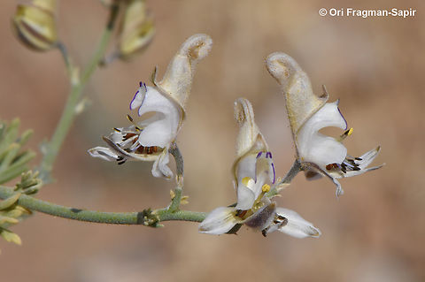 Consolida scleroclada  Consolida scleroclada,Geotagged,Jordan,Spring