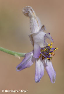 Consolida scleroclada  Consolida scleroclada,Geotagged,Jordan,Spring