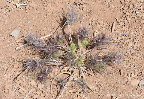 Heteranthelium piliferum  Geotagged,Heteranthelium,Heteranthelium piliferum,Jordan,Spring
