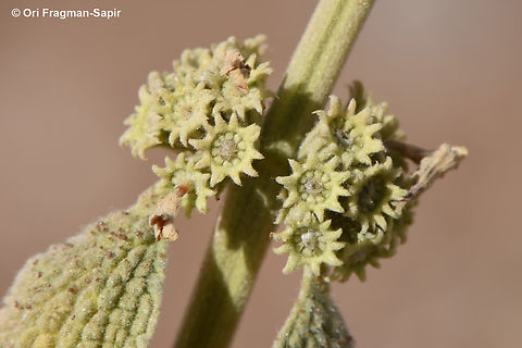 Marrubium cuneatum  Geotagged,Jordan,Marrubium cuneatum,Spring