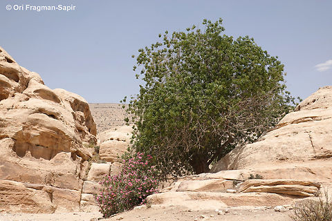 Pistacia khinjuk  Geotagged,Jordan,Pistacia khinjuk,Spring