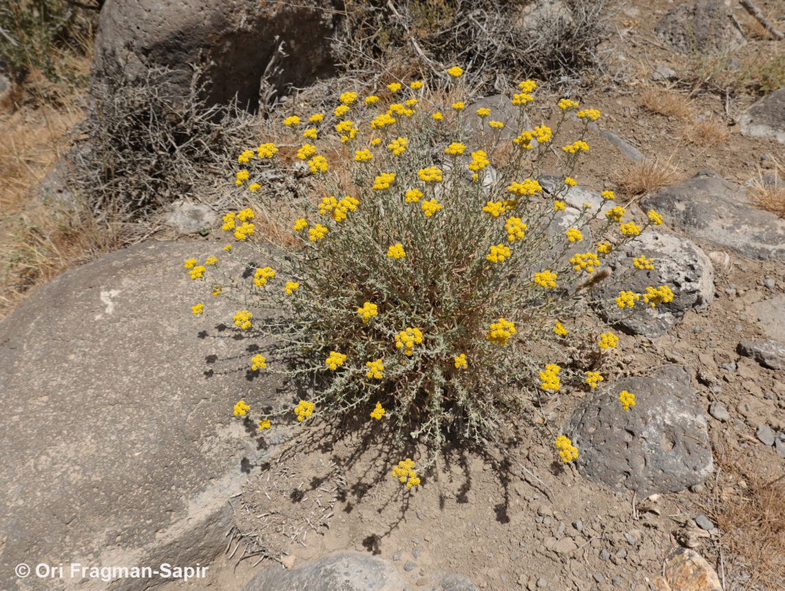 Achillea falcata  Achillea falcata,Geotagged,Jordan,Spring