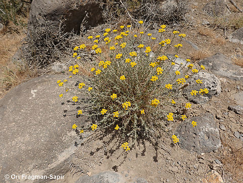 Achillea falcata  Achillea falcata,Geotagged,Jordan,Spring