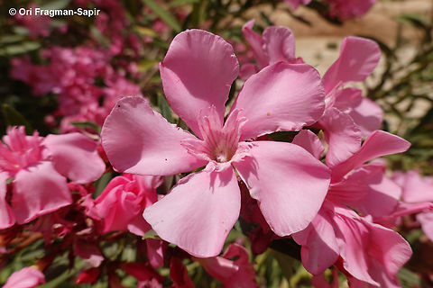 Nerium oleander  Geotagged,Jordan,Nerium,Nerium oleander,Spring