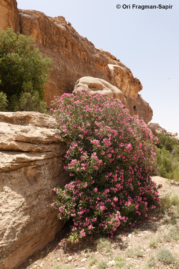 Nerium oleander  Geotagged,Jordan,Nerium,Nerium oleander,Spring