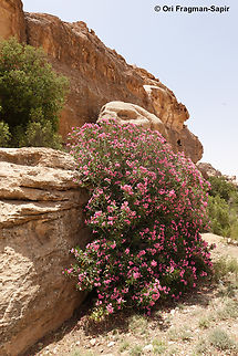 Nerium oleander  Geotagged,Jordan,Nerium,Nerium oleander,Spring
