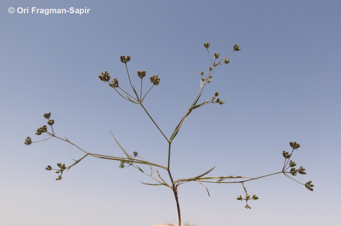 Bupleurum gerardi  Bupleurum gerardi,Geotagged,Jordan,Spring