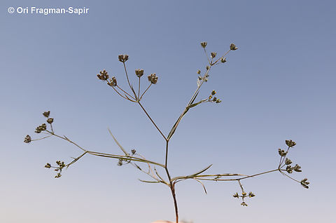 Bupleurum gerardi  Bupleurum gerardi,Geotagged,Jordan,Spring