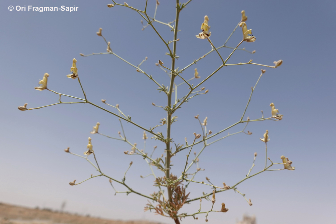 Consolida scleroclada  Consolida scleroclada,Geotagged,Jordan,Spring