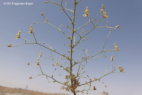 Consolida scleroclada  Consolida scleroclada,Geotagged,Jordan,Spring
