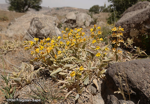 Phlomis brachyodon  Geotagged,Jordan,Phlomis brachyodon,Spring