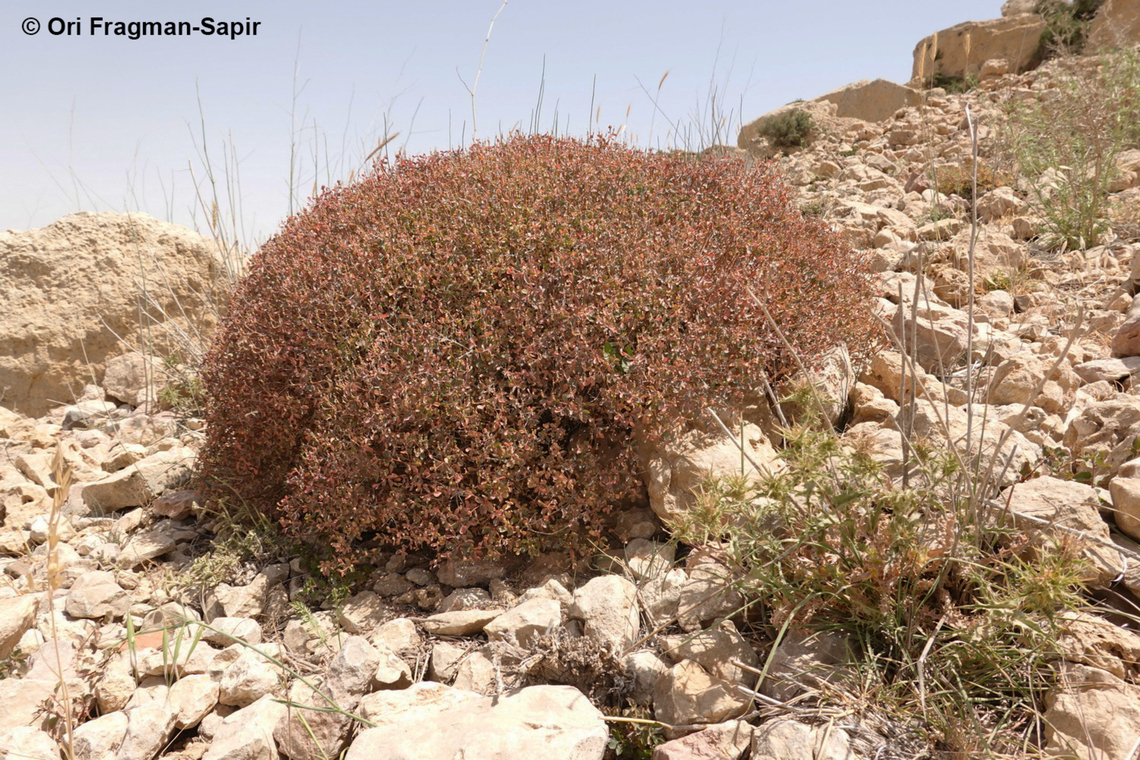 Euphorbia hierosolymitana  Euphorbia hierosolymitana,Geotagged,Jordan,Spring