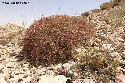 Euphorbia hierosolymitana  Euphorbia hierosolymitana,Geotagged,Jordan,Spring