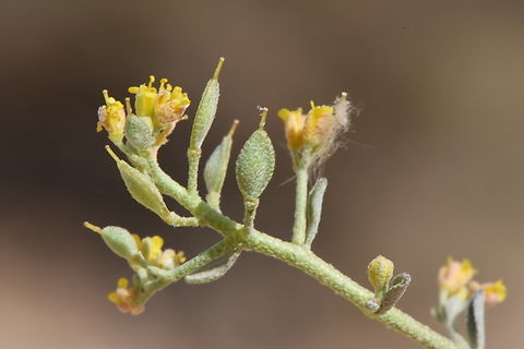 Alyssum subspinosum  Alyssum subspinosum,Geotagged,Jordan,Spring