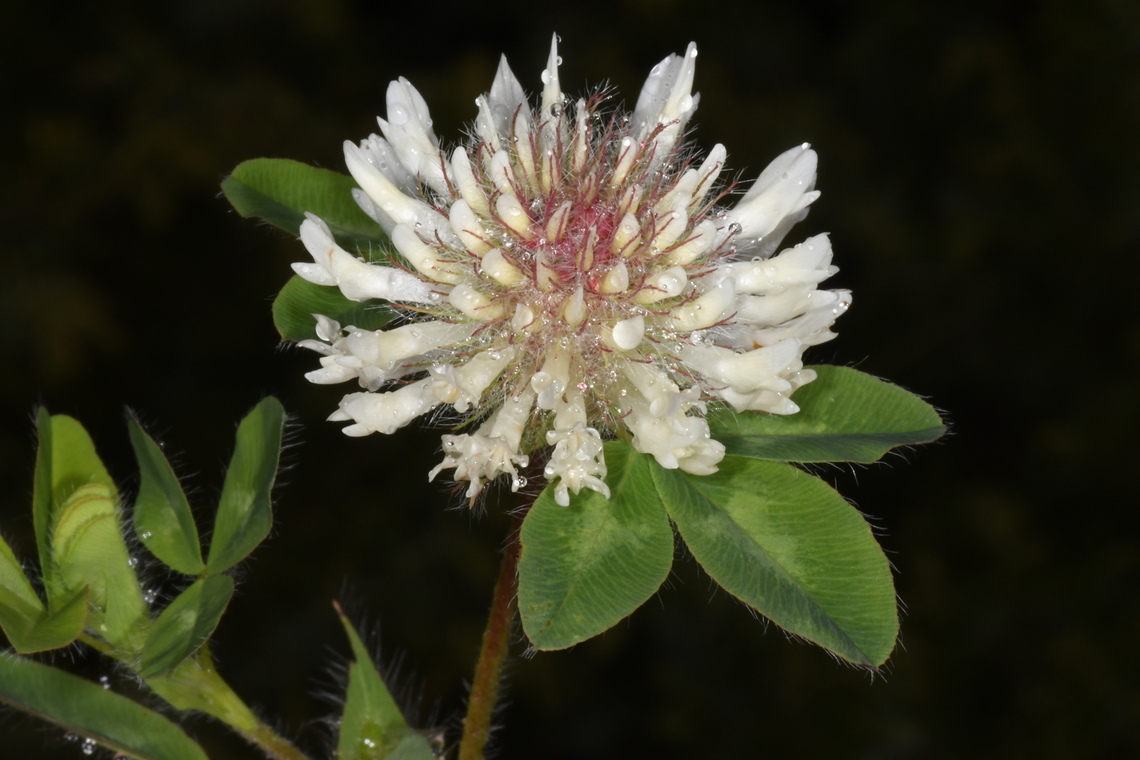 Trifolium pignantii  Geotagged,Greece,Spring,Trifolium pignantii
