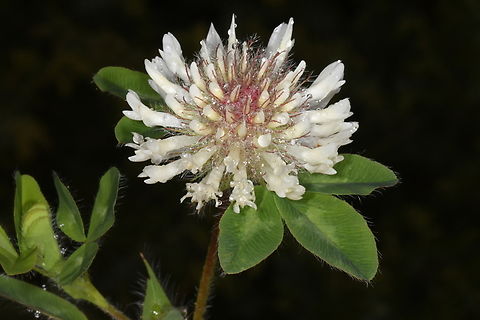 Trifolium pignantii  Geotagged,Greece,Spring,Trifolium pignantii