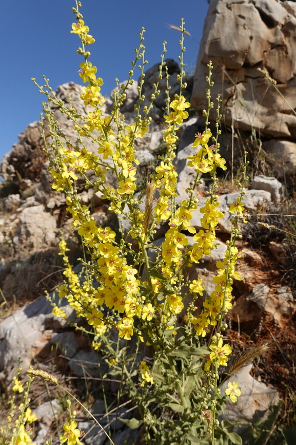 Verbascum gaillardotii Mt Hermon, 1300 m. Geotagged,Spring,Verbascum gaillardotii