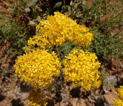 Hypericum scabrum  Geotagged,Hypericum scabrum,Spring