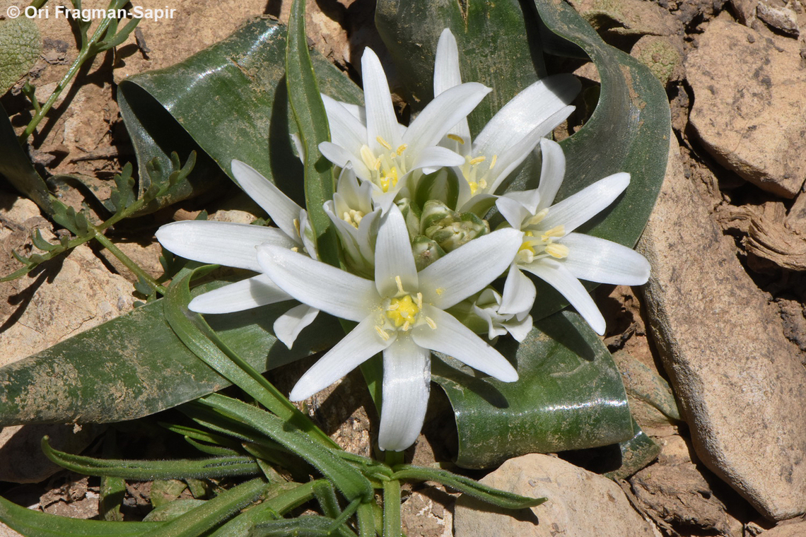 Ornithogalum lanceolatum Mt Hermon, edge of Sion Doline, 1930 m. Geotagged,Ornithogalum lanceolatum,Spring
