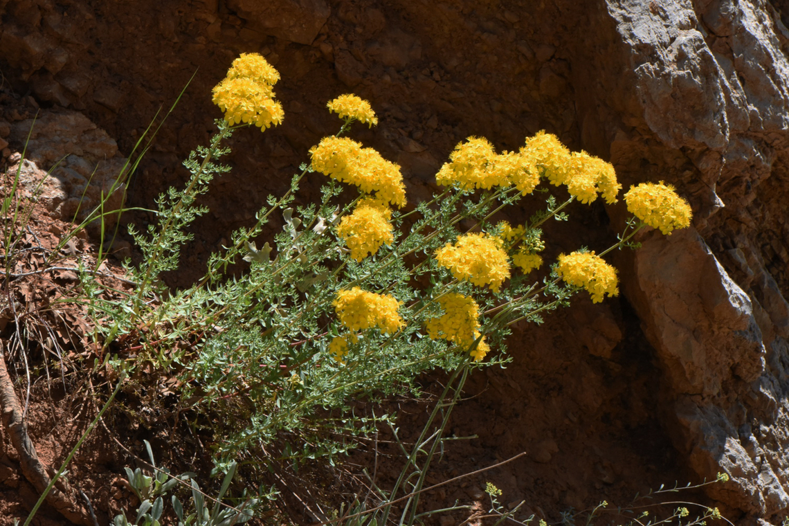 Hypericum scabrum  Geotagged,Hypericum scabrum,Spring