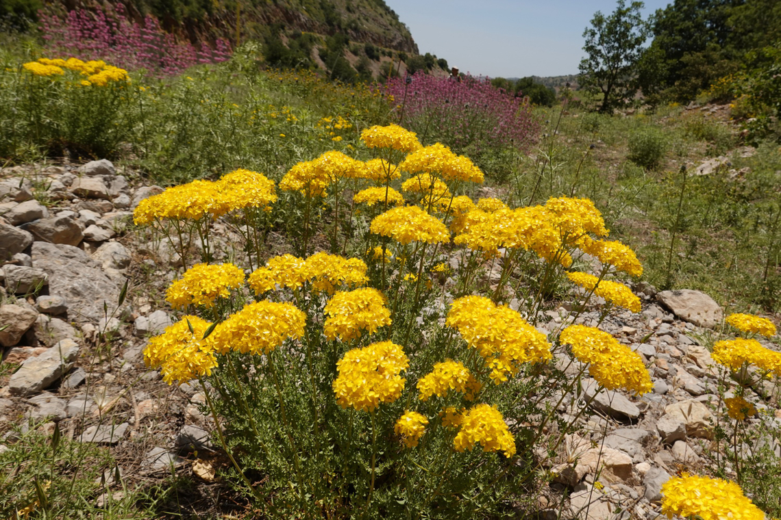 Hypericum scabrum  Geotagged,Hypericum scabrum,Spring
