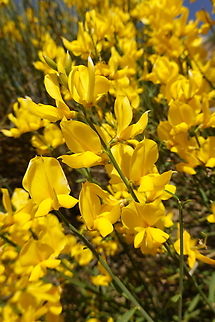 Spartium junceum Mt Hermon, 1500 m. Geotagged,Spanish Broom,Spartium junceum,Spring