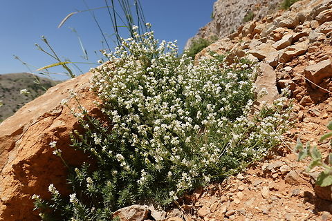 Galium incanum Mt Hermon, 1900 m. Galium incanum,Geotagged,Spring