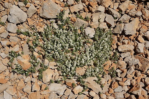 Galium incanum Mt Hermon, 1900 m. Galium incanum,Geotagged,Spring
