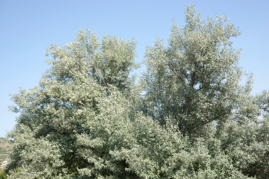 Elaeagnus angustifolia  Elaeagnus angustifolia,Geotagged,Russian olive,Spring