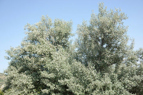 Elaeagnus angustifolia  Elaeagnus angustifolia,Geotagged,Russian olive,Spring