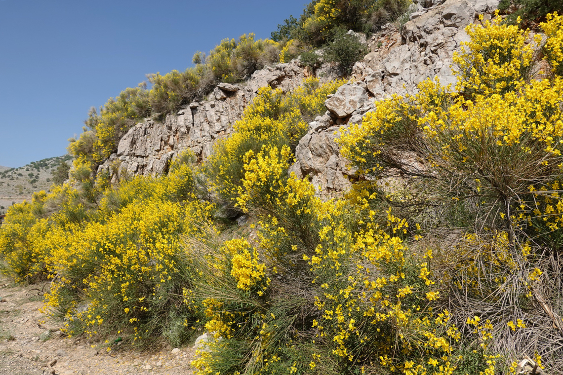 Spartium junceum Mt Hermon, 1500 m. Geotagged,Spanish Broom,Spartium junceum,Spring