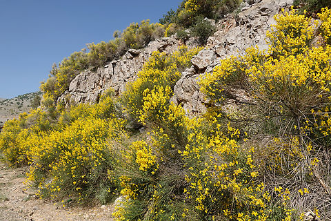 Spartium junceum Mt Hermon, 1500 m. Geotagged,Spanish Broom,Spartium junceum,Spring