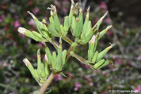 Lactuca hispida  Geotagged,Lactuca hispida,Spring