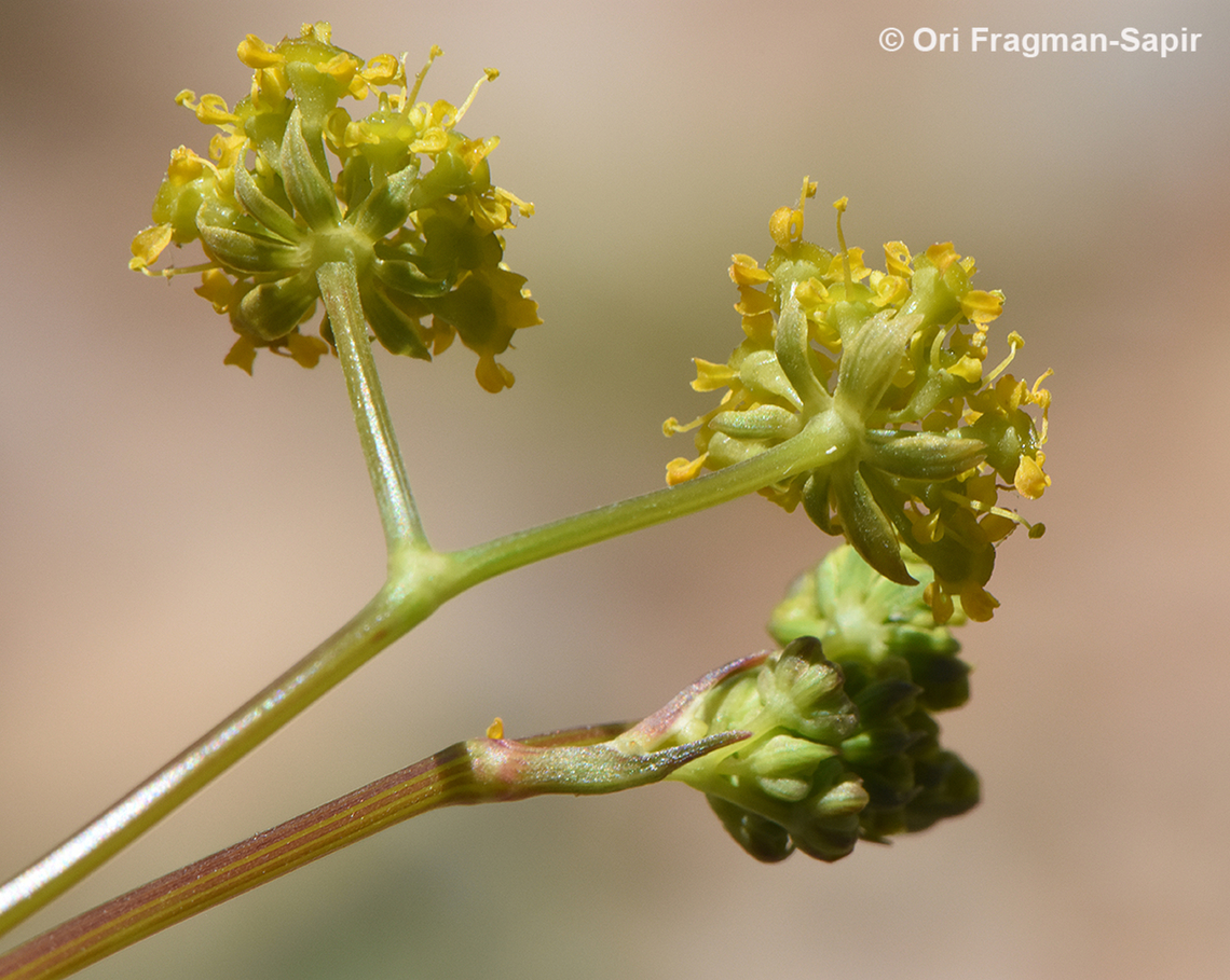 Chaerophyllum aurantiacum  Chaerophyllum aurantiacum,Geotagged,Spring