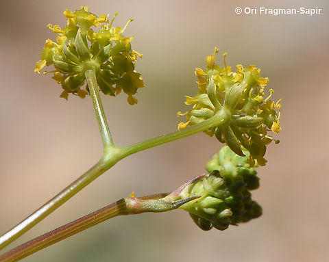 Chaerophyllum aurantiacum  Chaerophyllum aurantiacum,Geotagged,Spring