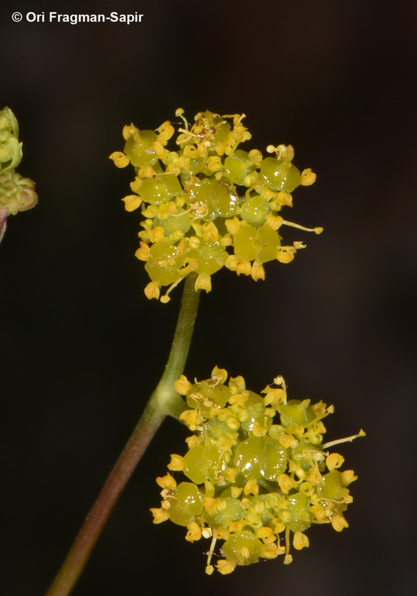 Chaerophyllum aurantiacum  Chaerophyllum aurantiacum,Geotagged,Spring