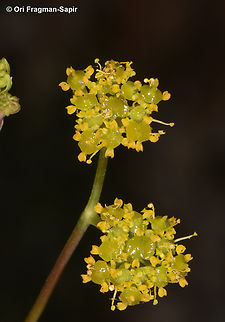 Chaerophyllum aurantiacum  Chaerophyllum aurantiacum,Geotagged,Spring