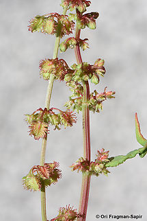 Rumex nepalensis  Geotagged,Rumex nepalensis,Spring